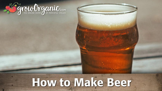 Glass of amber home-brewed beer