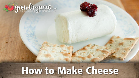 Cheese log on a plate with crackers