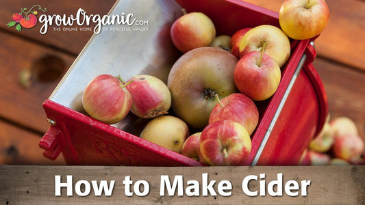 Cider-making guide graphic over a bin of apples