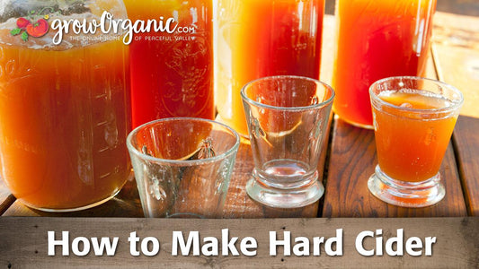 Jars and glasses of amber hard cider
