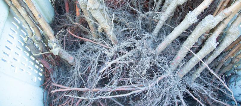 Planting a bare root fruit tree with roots spread in a wide hole