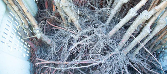 Planting a bare root fruit tree with roots spread in a wide hole