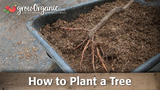 Bare-root fruit tree laid in a planting hole
