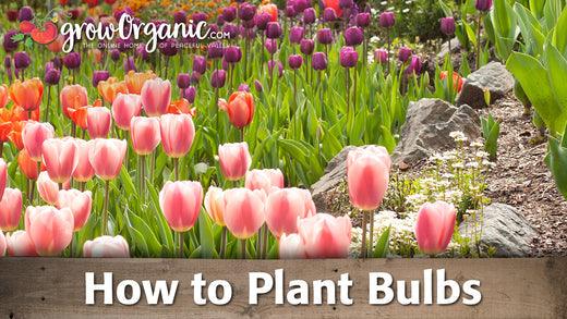 Pink tulips blooming in a garden