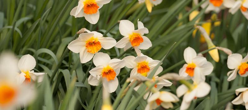 White daffodils with orange centers