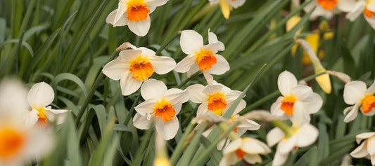 White daffodils with orange centers