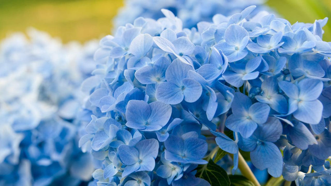 Cluster of pale blue hydrangea flowers