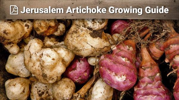 Jerusalem artichoke growing guide graphic over harvested roots