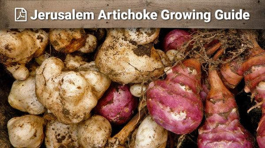 Jerusalem artichoke growing guide graphic over harvested roots