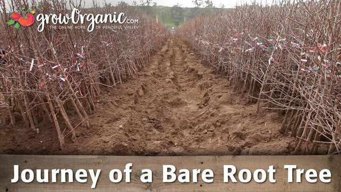 Bare root fruit trees moving from nursery harvest to shipment