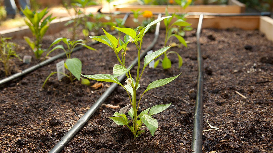 Productive June garden with summer crops entering active growth