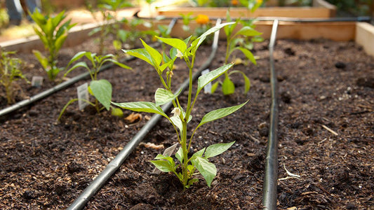 Productive June garden with summer crops entering active growth