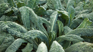 Kale - The Superfood of the Garden