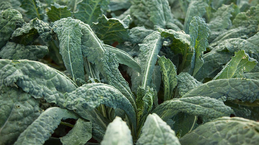 Kale - The Superfood of the Garden - Grow Organic
