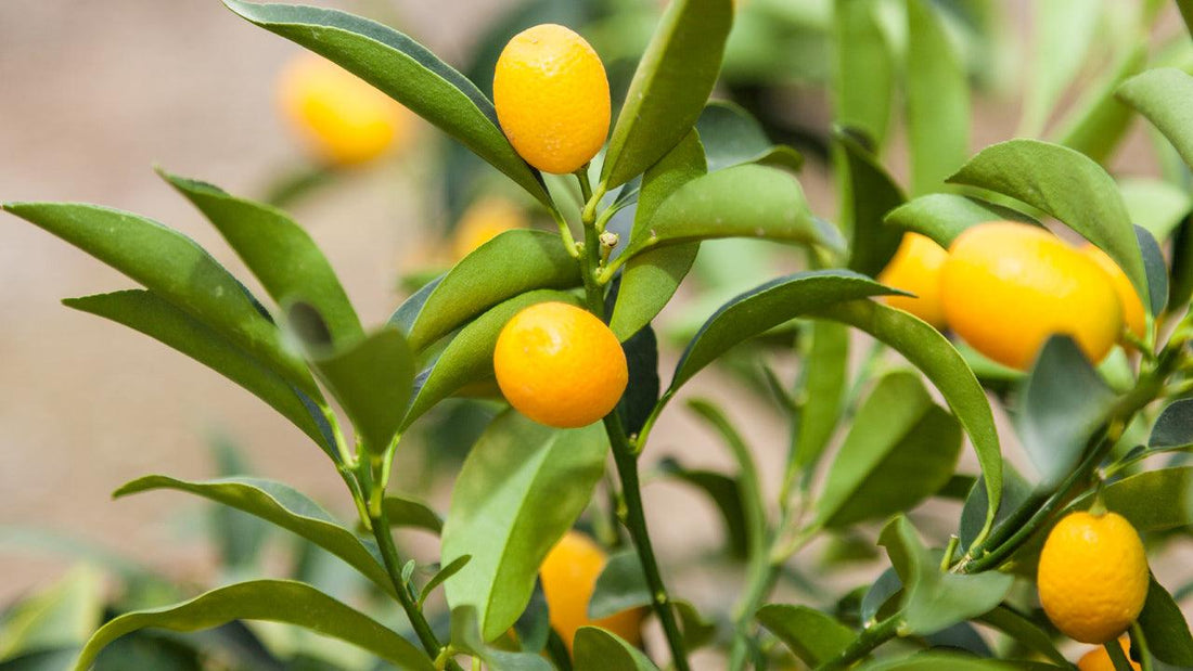 The Wonderful Kumquat - Grow Organic