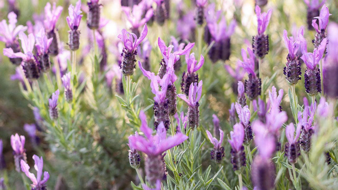 Purple lavender flower spikes