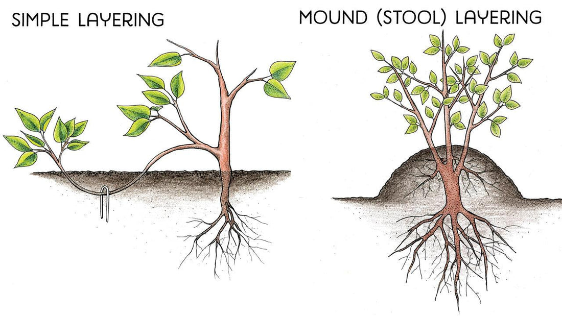 Diagram of simple and mound layering for plant propagation