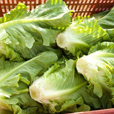Rows of green and red lettuce at different stages
