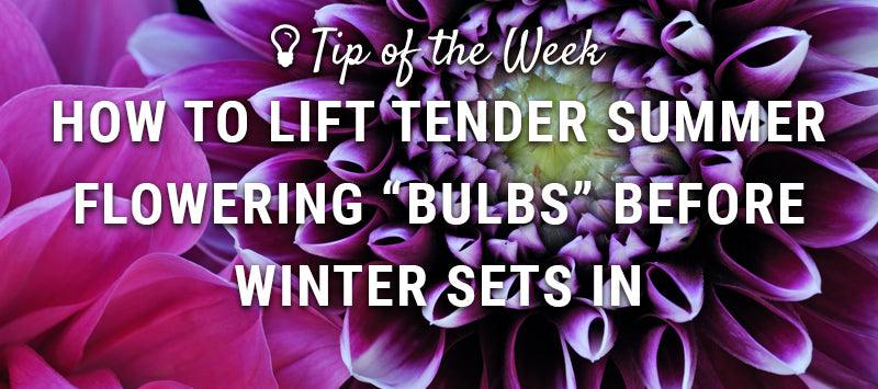 Summer bulb-lifting guide graphic over purple flowers