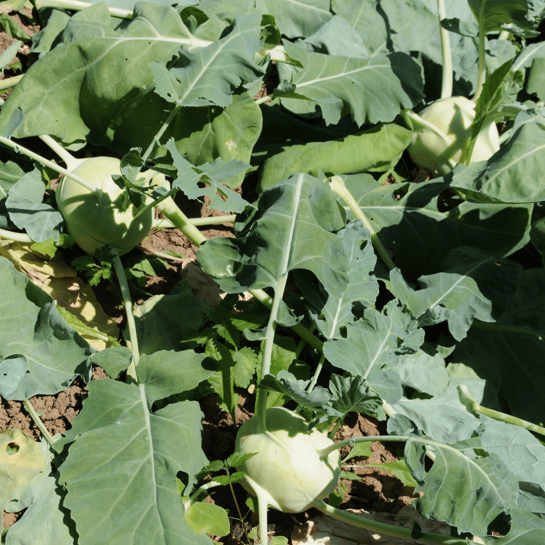 Kohlrabi plants with broad green leaves