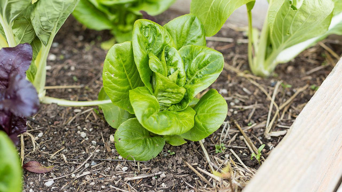 Green and purple lettuce heads in a garden bed