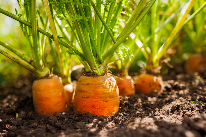 close-up of fresh carrots growing in rich soi