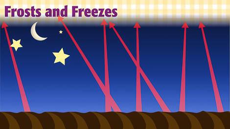 Illustration showing heat loss during frosts and freezes