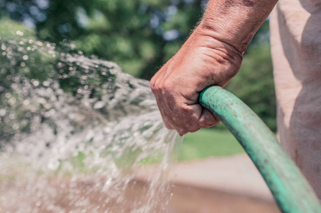 Hand holding a garden hose while watering green plants