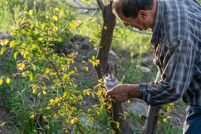 Person grafting a fruit tree branch