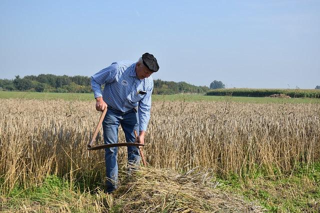 Man cutting grain with a traditional scythe