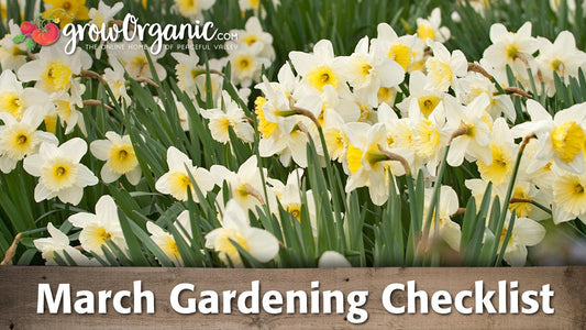 March garden checklist graphic over daffodils