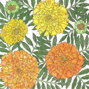 African Marigold Care Guide: Growing & Planting from Seed