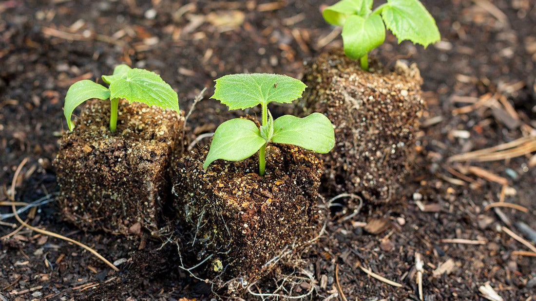 Young seedling growing from a soil block