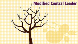 Which Fruit Trees May Need Summer Pruning?