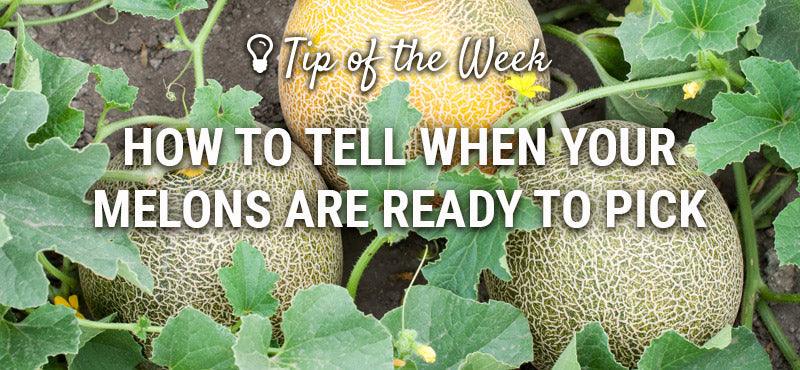 Melon ripeness guide graphic over vines