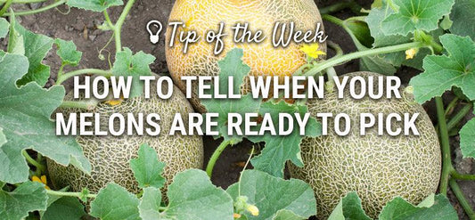 Melon ripeness guide graphic over vines