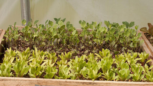 No Garden? No Problem! Grow Microgreens - Grow Organic