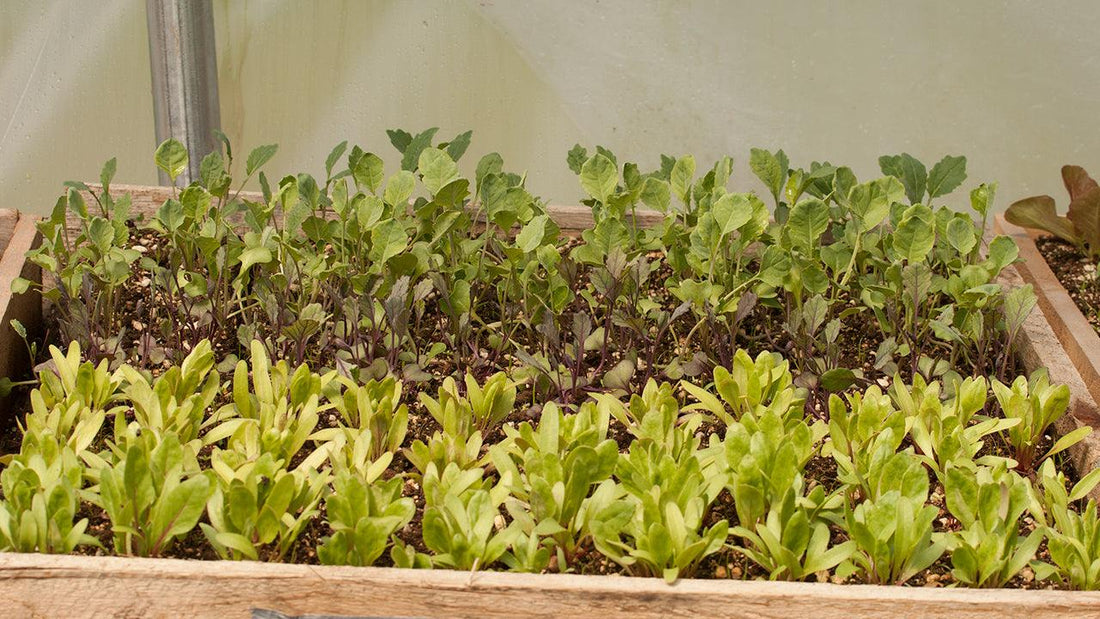 Mixed salad greens growing in shallow trays