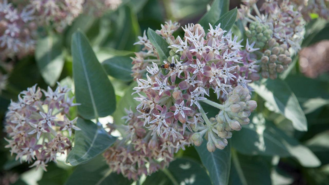 Pale pink milkweed flowers among green leaves