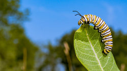 Striped caterpillar on a green leaf