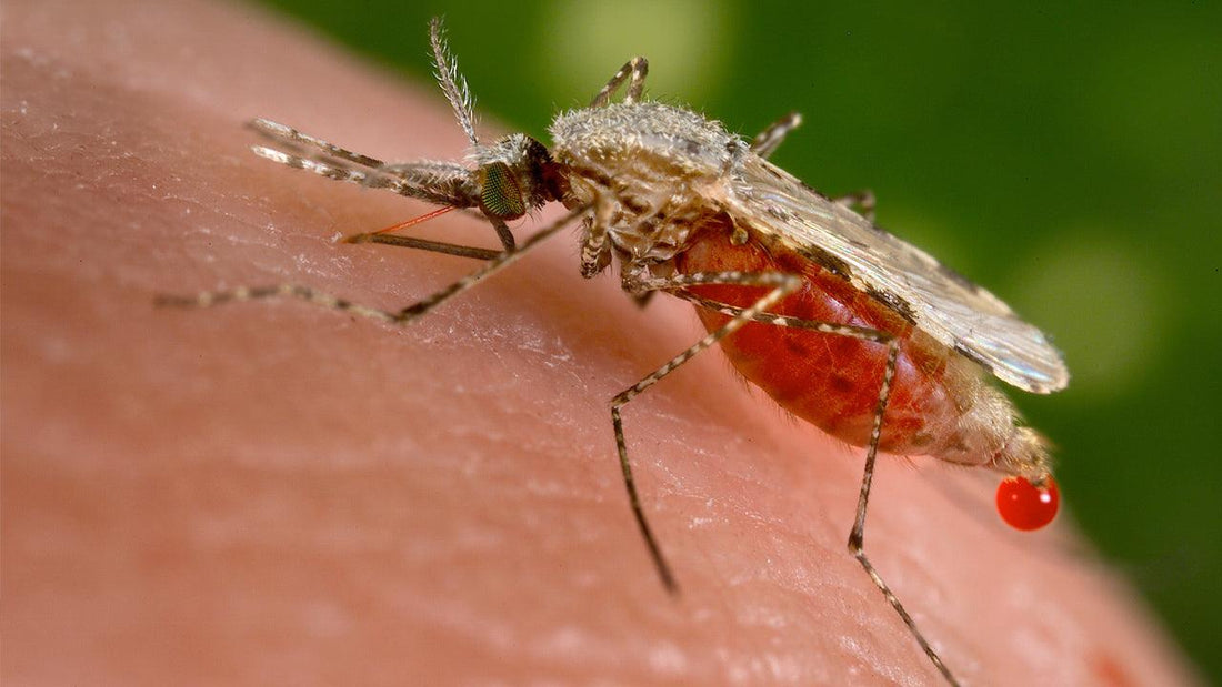 Mosquito feeding on skin