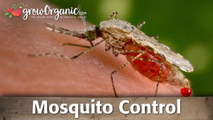Organic Mosquito Control