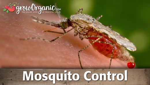 Mosquito feeding on skin