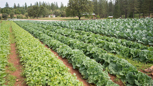 What Does It Mean to "Grow Organically?" - Grow Organic