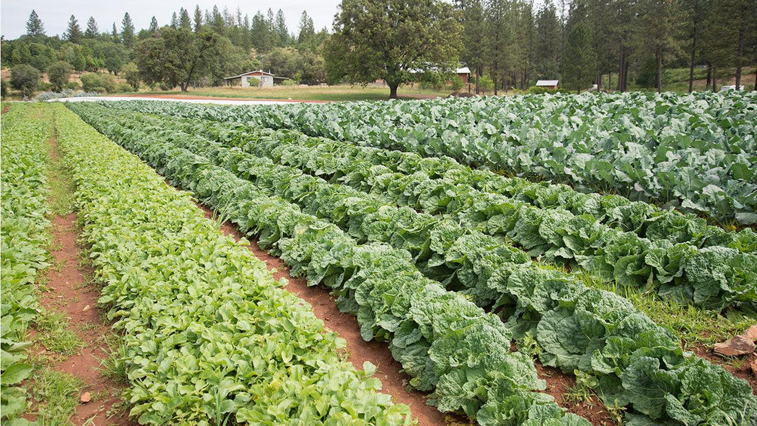 Rows of leafy crops in a farm field