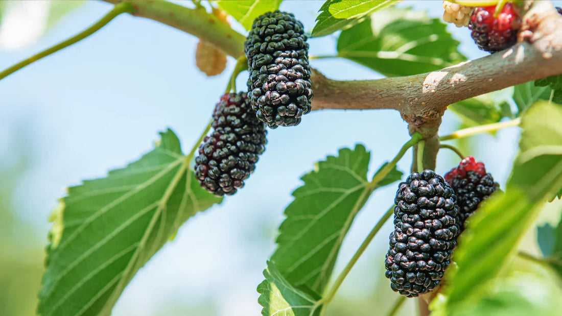 Mulberry tree growing in a hot, dry Western climate