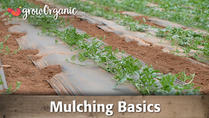 Mulching Basics