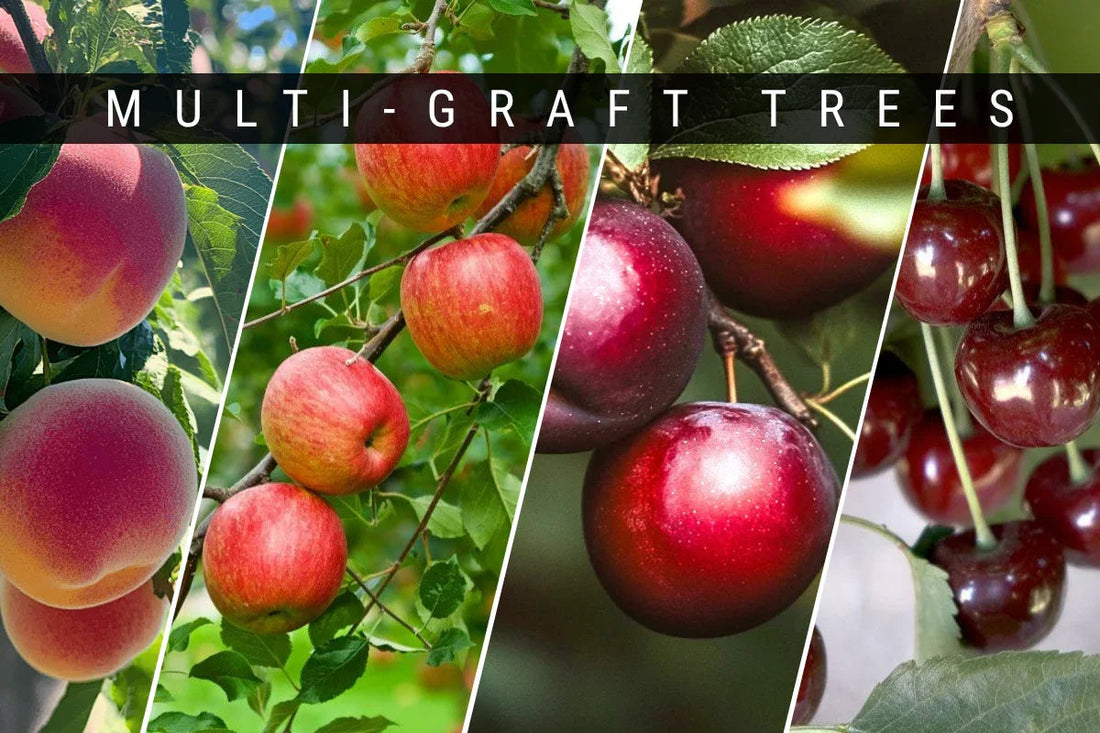 Multi-grafted fruit tree with several scaffold branches for troubleshooting