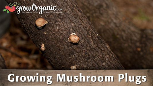 Mushroom plugs inserted into a log