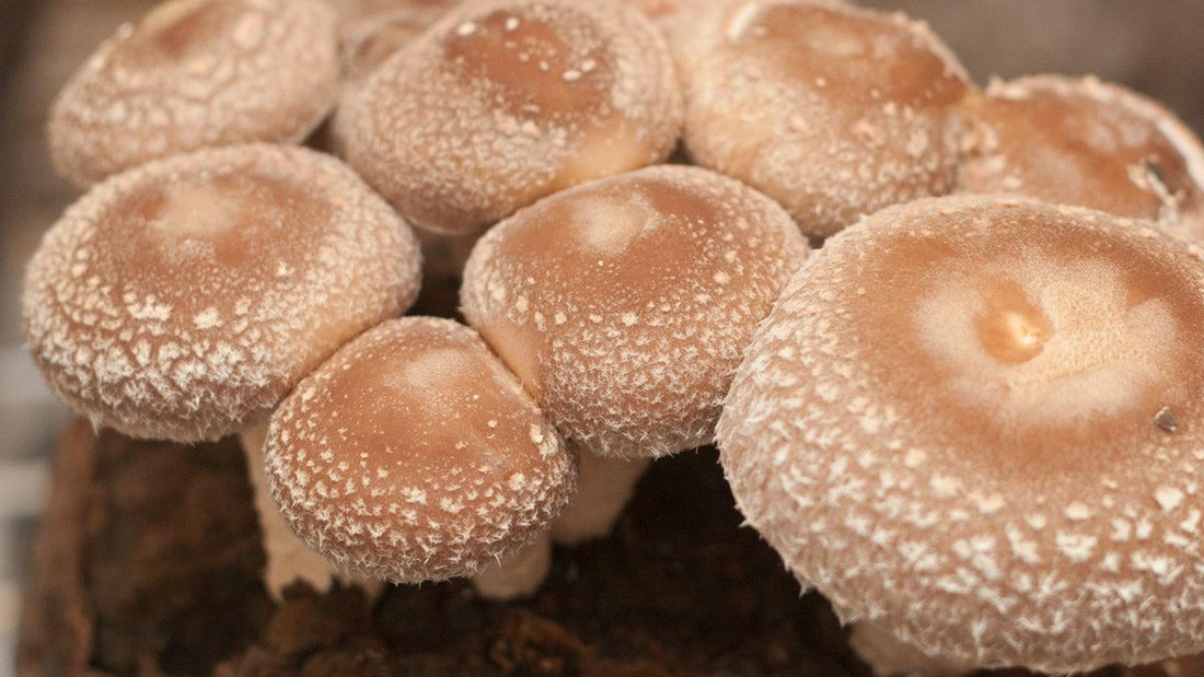 Cluster of brown shiitake mushrooms